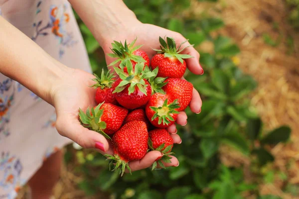 Detail on young woman hands holding freshly picked red ripe stra — Stock Photo, Image