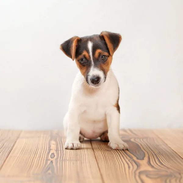 Three months old Jack Russell terrier puppy standing on wooden b — Stock Photo, Image