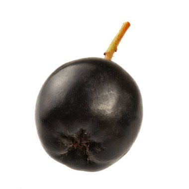 Tek aronia (chokeberry) meyve beyaz arka plan üzerinde izole.
