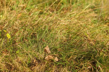 Closeup fotoğraf sonbahar çim, bazı yaprakları zaten kahverengi, af tarafından aydınlatılmış