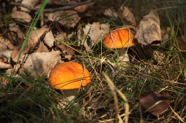 İki kırmızı kapaklı kılıç sapı (Leccinum aurantiacum / albostipita