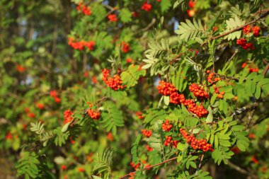 Yeşil leav arasında dağ külrowan (Sorbus aucuparia) meyveleri