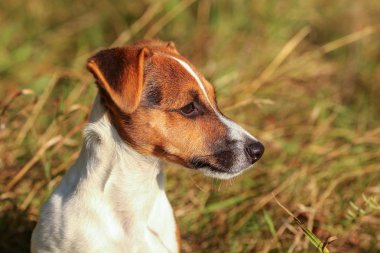 Genç Jack Russell terrier düşük çim güneş tarafından aydınlatılmış, o detay