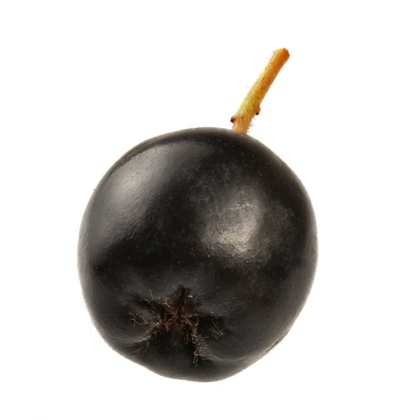 Fruto de una sola aronia (chokeberry) aislado sobre fondo blanco . —  Fotos de Stock