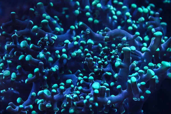 Foto submarina, primer plano de coral azul emitiendo labio fluorescente —  Fotos de Stock