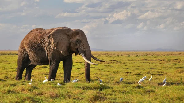 Afrika çalı fili (Loxodonta africana) savana li üzerinde yürüyor — Stok fotoğraf