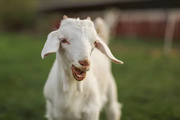 Jovem cabrito olhando para a câmera, com a boca aberta, dentes pequenos — Fotografia de Stock