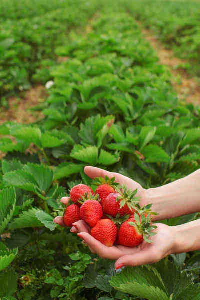 Frauenhände mit frisch gepflückten Erdbeeren in beiden Händen, — Stockfoto