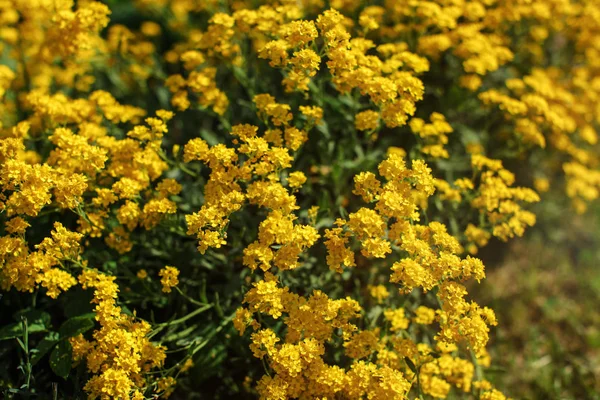 Shallow depth of field (only few petals in focus) photo of small — Stock Photo, Image