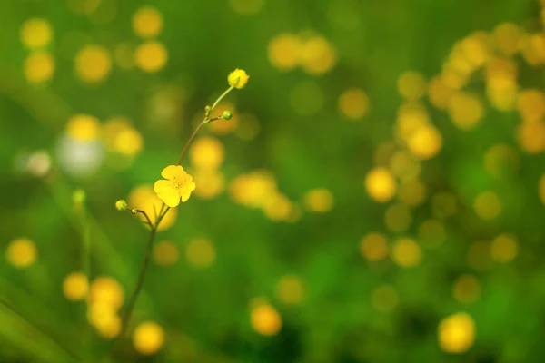 Profondità di campo bassa foto (solo fiore singolo a fuoco), comm — Foto Stock