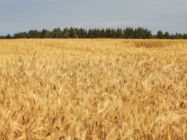 Золотое пшеничное поле, освещенное мягким послеобеденным солнцем, небольшой лес в ба — стоковое фото