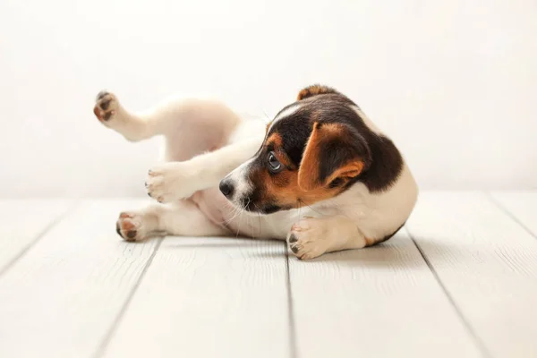 Jack Russell Terrier puppy op witte planken en achtergrond, het is — Stockfoto