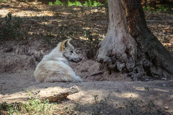 Λευκός Λύκος (κάνης λύκου Άρκτος) που αναπαύεται από το δέντρο. — Φωτογραφία Αρχείου