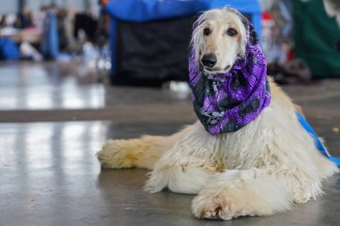 Beyaz Borzoi kapalı taş zemin üzerinde döşeme, boyun etrafında Mor eşarp, bakımlı ve hazır, köpek yarışmasında bekliyor