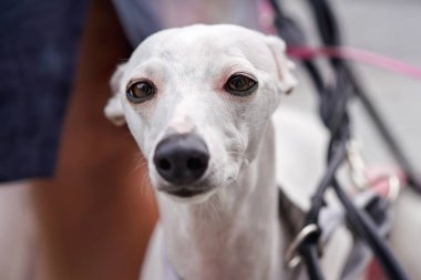 Beyaz İspanyol tazı sighthound Closeup portre - galgo espanol - köpekler yüz, kulakları geri