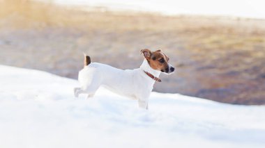 Küçük Jack Russell terrier nehir nehri yakınında eriyen kar üzerinde yürüyüş, güneşli bir bahar gününde
