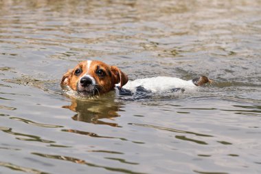 Küçük Jack Russell teriyeri nehirde yüzüyor, sadece kafası suyun üstünde görünüyor.