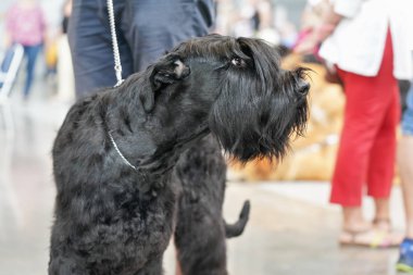 Siyah Dev Schnauzer aka Riesenschnauzer köpek kafası Closeup, arka planda bulanık insanlar bacaklar
