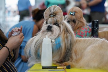 Küçük Shih-tzu köpek, saç süs yay, hazırlanmış ve köpek gösterisi yarışmasında bakımlı alıyorum