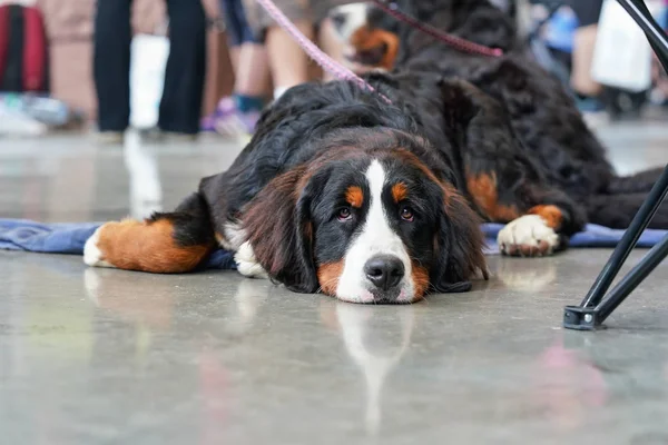 Stanco annoiato Bernese Mountain Dog posa sul pavimento di cemento al coperto — Foto Stock