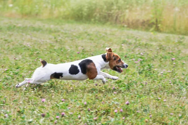 Kleiner Jack Russell Terrier läuft schnell auf Wiese mit kleinen rosafarbenen Blüten, Blick von der Seite — Stockfoto