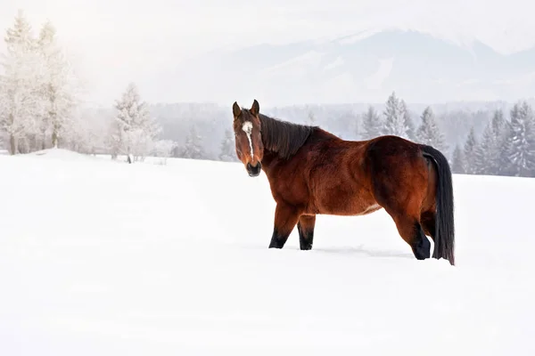 Dunkelbraunes Pferd mit kleinen weißen Flecken auf dem Kopf, Spaziergänge auf schneebedecktem Feld, verschwommene Bäume und Berge im Hintergrund — Stockfoto