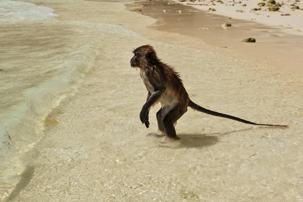 Macaco molhado marrom escuro - caranguejo comendo macaco - Macaca fascicularis - em pé na praia iluminada pelo sol em águas rasas do mar — Fotografia de Stock