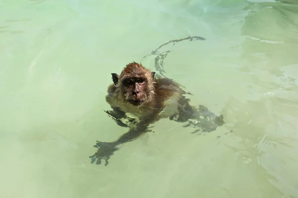 Маленький краб, поедающий макак обезьяна - Macaca fascicularis - плавание в мелководном зеленом море рядом с пляжем — стоковое фото