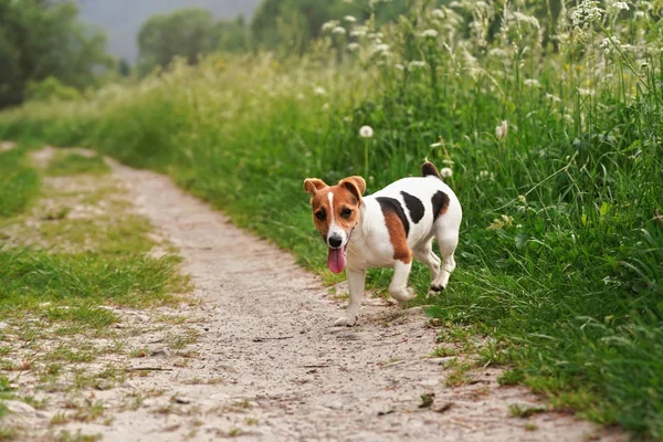 Piccolo Jack Russell terrier in piedi su erba sentiero di campagna su entrambi i lati, la lingua fuori — Foto Stock
