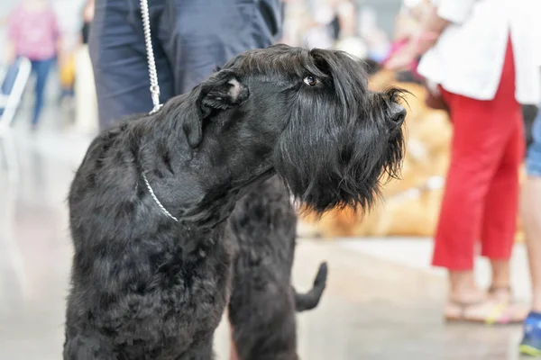 Primer plano del gigante negro Schnauzer aka Riesenschnauzer cabeza de perro, personas borrosas piernas en el fondo — Foto de Stock