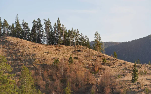 Die Nachmittagssonne scheint auf den Hügel, wobei die meisten Bäume mit nur braunem Boden geerntet werden. Entwaldungskonzept — Stockfoto