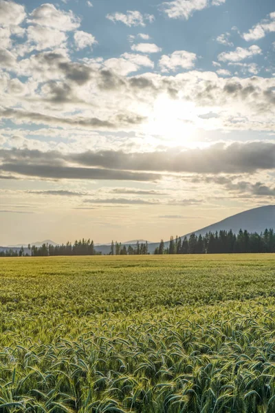 Field of unripe green wheat with backlight sun behind clouds shining over it, trees and small hill in background — Stock fotografie