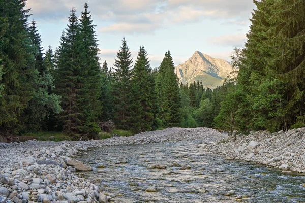 Лісова річка Бела з невеликими круглими каменями і хвойними деревами з обох боків, вдень сонце світить на гору Кривоан пік-словацький символ-у далечині — стокове фото