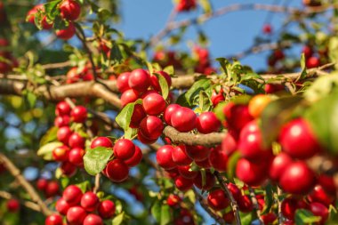 Kırmızı Mirabelle Pruns / Prunes (Prunus domestica syriaca) büyüyor 