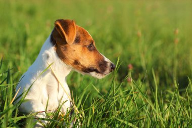 Küçük Jack Russell teriyeri çimlerin üzerinde oturmuş,,