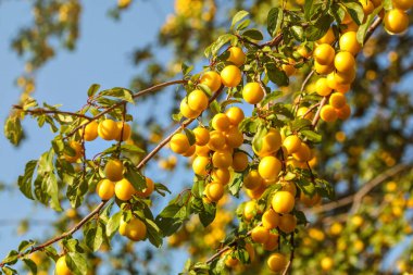 Ağaç dallarında olgun sarı mirabelle erikleri. (Prunus domestica 