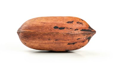 Tek bir pekan (Carya illinoinensis) fındığı beyaz b üzerinde izole