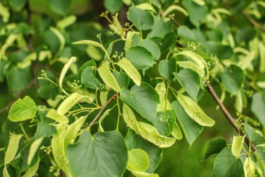 Küçük yapraklı kireç (Tilia kordata) yaprakları ve t üzerinde büyüyen meyveler