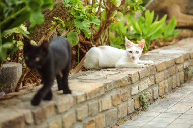 Beyaz sokak kedisi tuğla kaldırımda dinleniyor, bir diğeri ise bulanık siyah.
