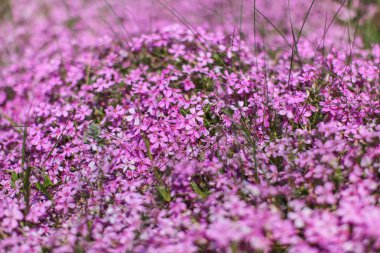 Shallow depth of field photo, only few blossoms in focus, pink /