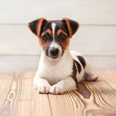 Jack Russell Terrier köpeği, tahta zeminde yatıyor. Stüdyo çekimi.