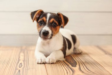 Stüdyo çekimi - Jack Russell teriyer köpeği tahta tahtalarda yatıyor