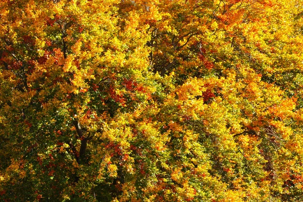 Soleil brillant sur les branches d'arbres recouvertes d'un autum aux couleurs vives — Photo