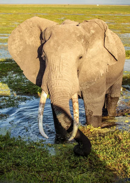 African bush elephant (Loxodonta africana) in wet swamp grass / — Stok fotoğraf