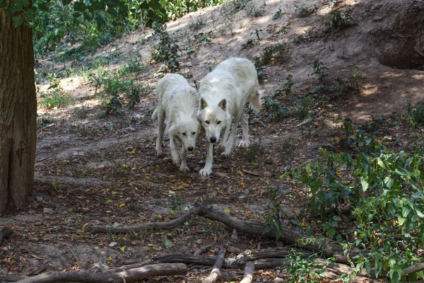 Coppia di lupi bianchi (Canis lupus arctos) che camminano in toga nella foresta — Foto Stock