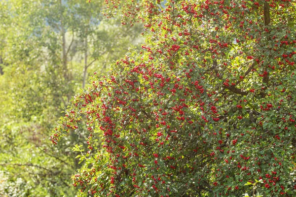 Midland hawthorn (Crataegus laevigata) tree with red berries, su — Stock Photo, Image