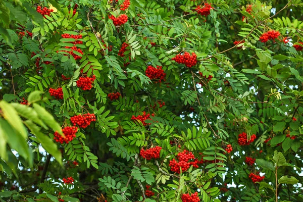 Rowan (Sorbus aucuparia) tree, ash berry clusters with green lea — Stock Photo, Image