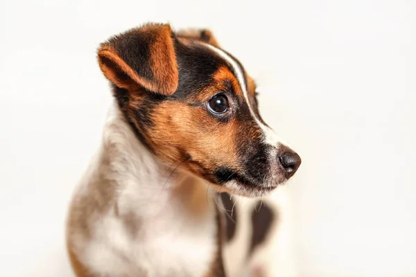 Jack Russell terrier filhote de cachorro isolado no fundo claro, detalhe — Fotografia de Stock