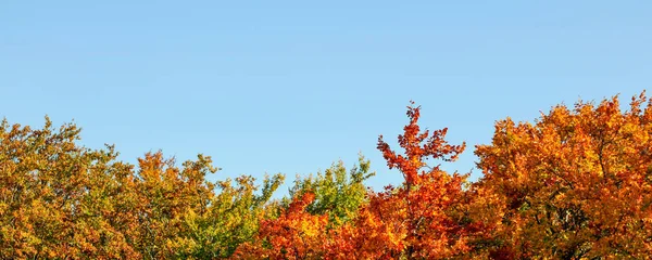 Feuilles vibrantes sur la cime des arbres d'automne, ciel bleu clair (spac — Photo