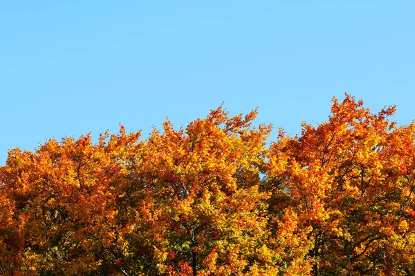 Hauts de feuilles de couleur vive sur les arbres d'automne avec un sk bleu clair — Photo